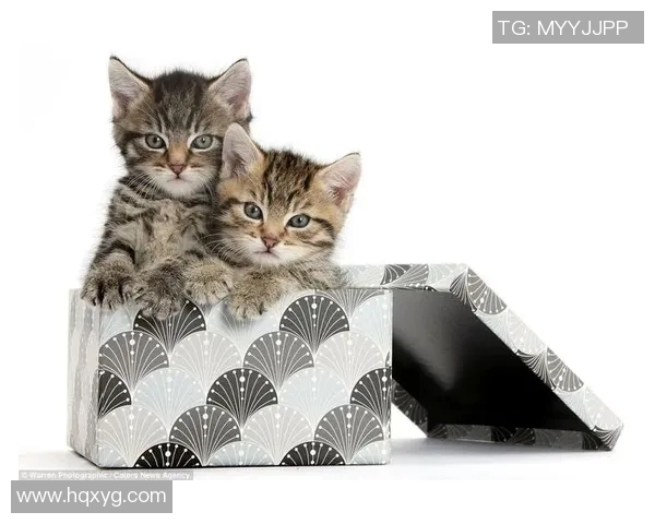 小猫足球明星的可爱瞬间展现萌趣与运动激情的完美结合